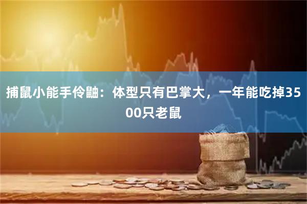 捕鼠小能手伶鼬：体型只有巴掌大，一年能吃掉3500只老鼠